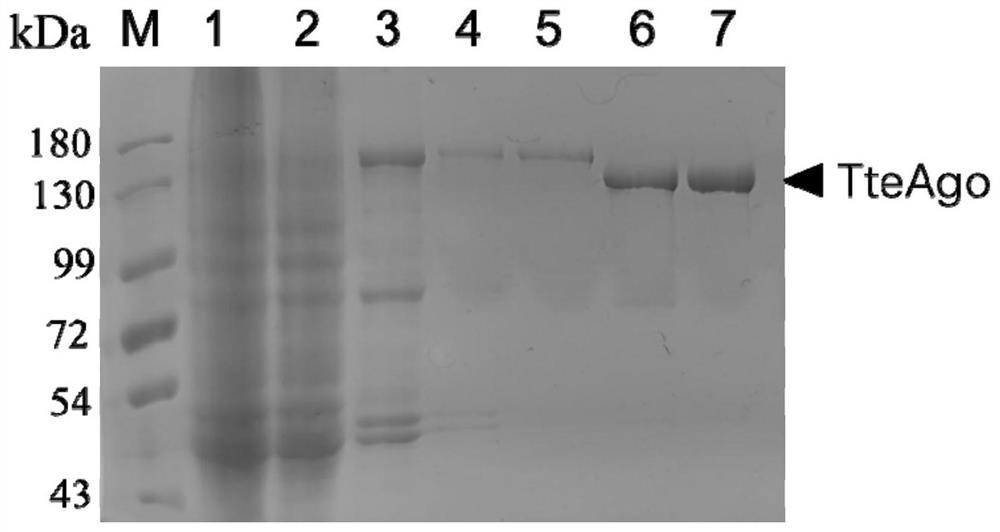 Eukaryote-derived Argonaute protein and application thereof