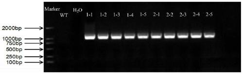 Myrothamnus flabellifolia gene MfWRKY7 and application thereof