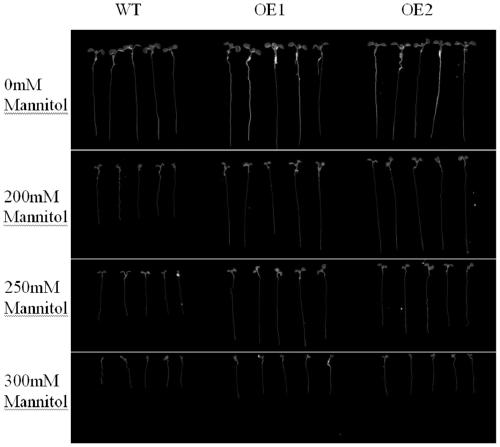 Myrothamnus flabellifolia gene MfWRKY7 and application thereof