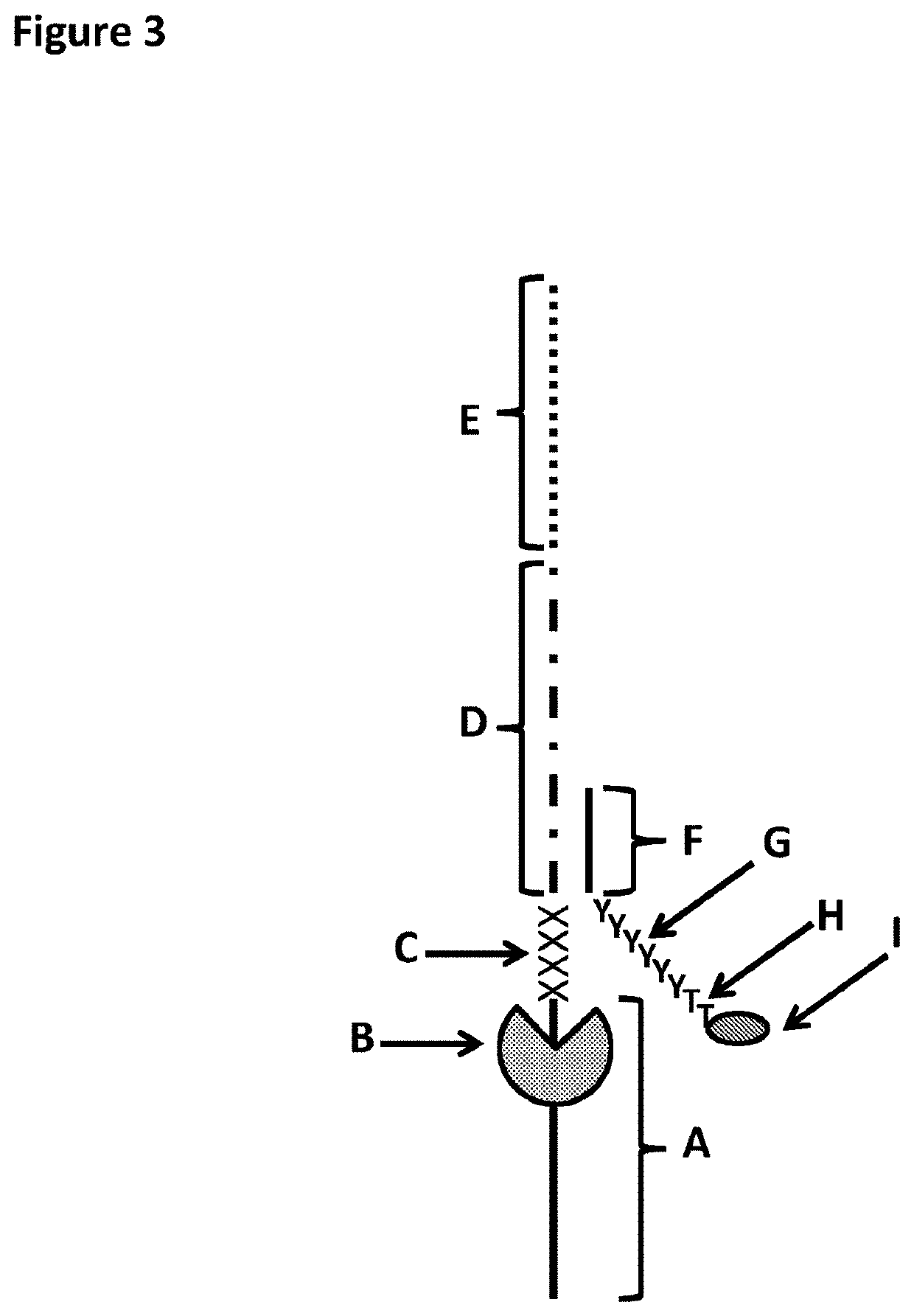 Method for nanopore RNA characterisation