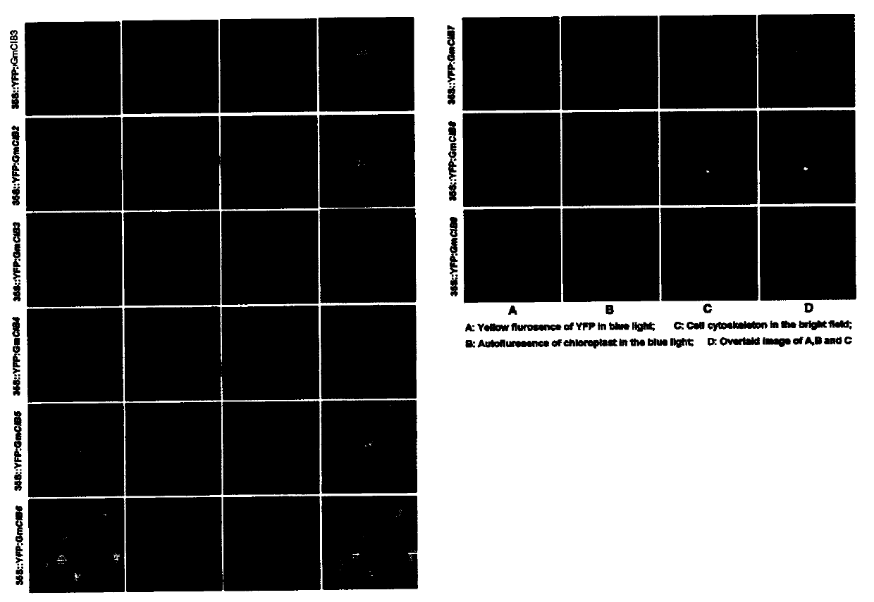 Gene GmCIB1 and gene GmCRY2 of soybeans and blooming and senescence control functions of genes