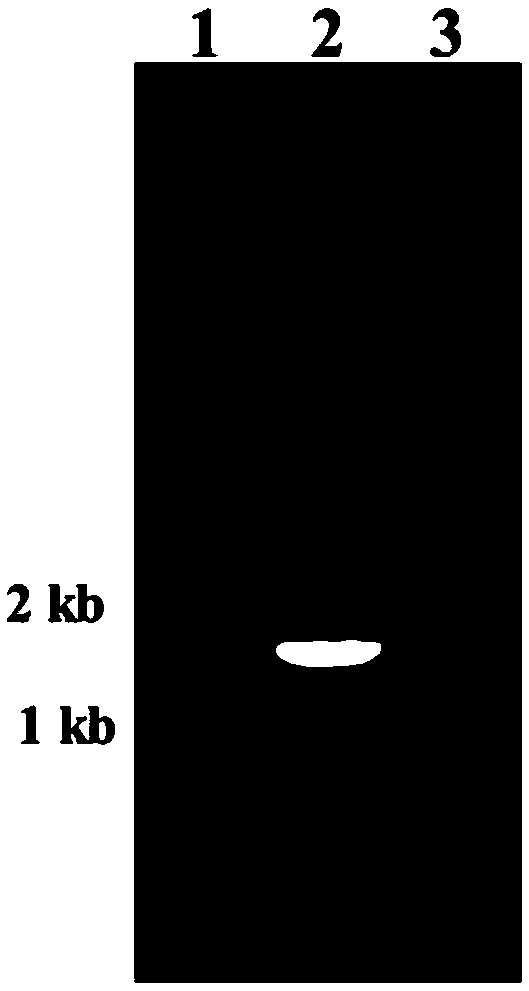 Method for separating and identifying pathogenic bacteria of insects