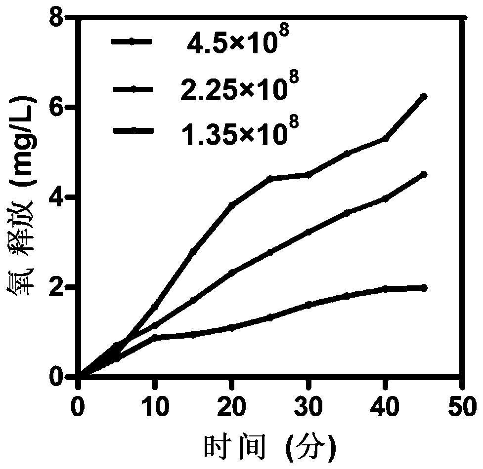 Living organism oxygen self-production photosensitizer and application thereof