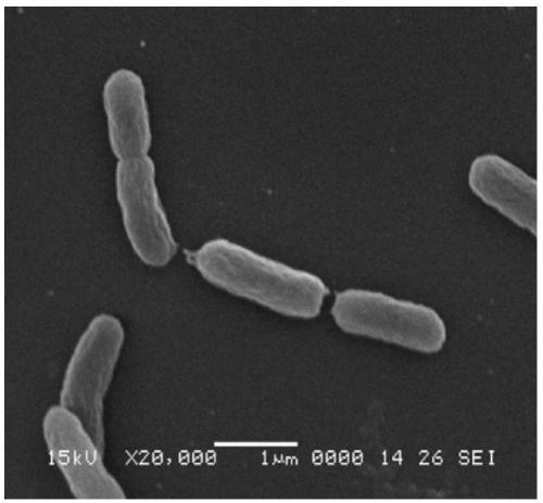 Acidophilic bioleaching microorganism inclusion and preparation method thereof