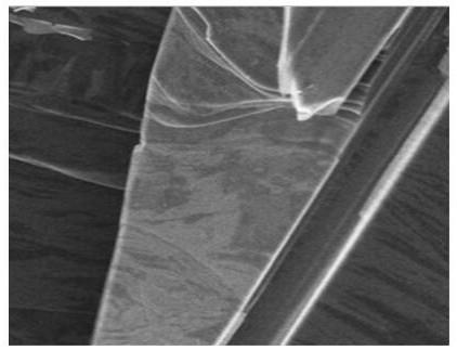 Method for preparing nano-black phosphorus by electric field and microwave field co-assisted stripping of black phosphorus