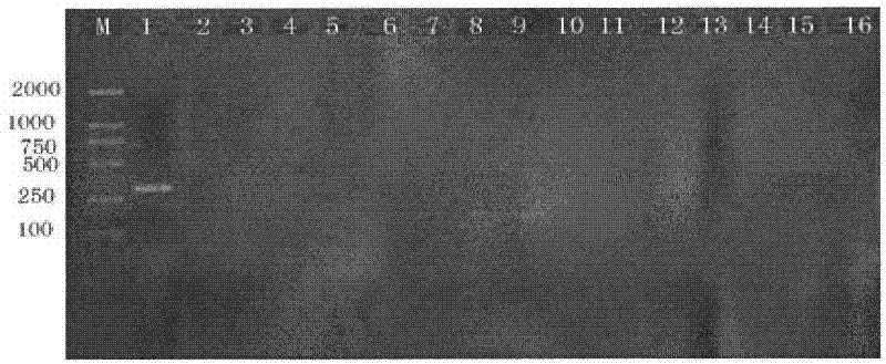 Polymerase chain reaction (PCR) detection primer for goose-derived component