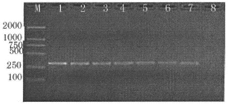 Polymerase chain reaction (PCR) detection primer for goose-derived component