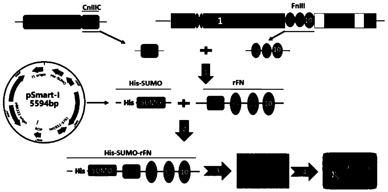 Recombinant fibronectin with anti-wrinkle repairing function and preparation method and application of recombinant fibronectin