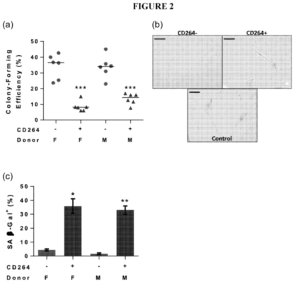 Method of improving the in vivo survival of mesenchymal stem cells