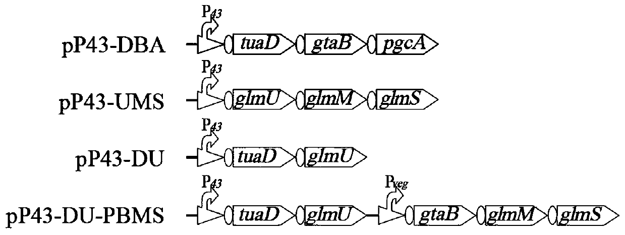 A kind of recombinant Bacillus subtilis with high chondroitin production and its application