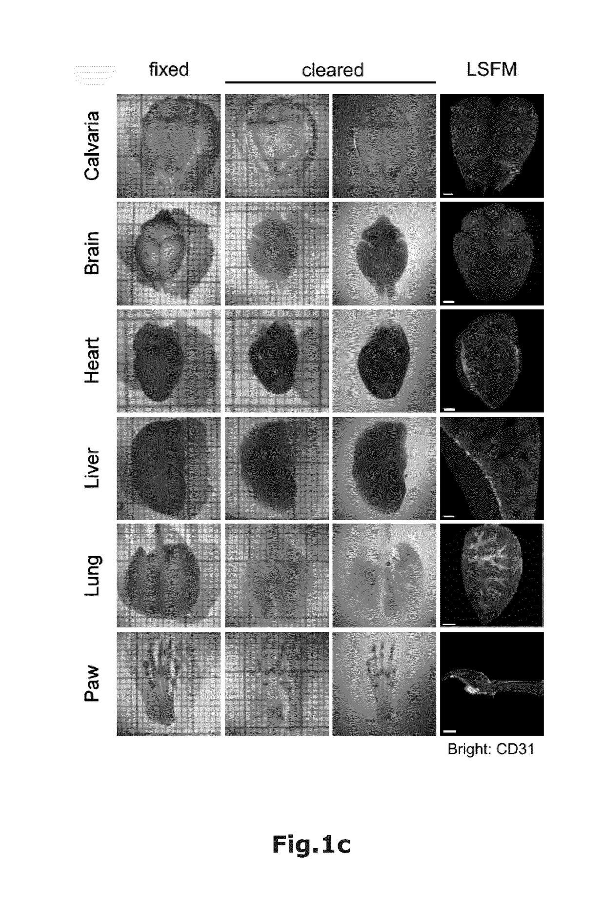 Non-hazardous optical clearing of biological samples