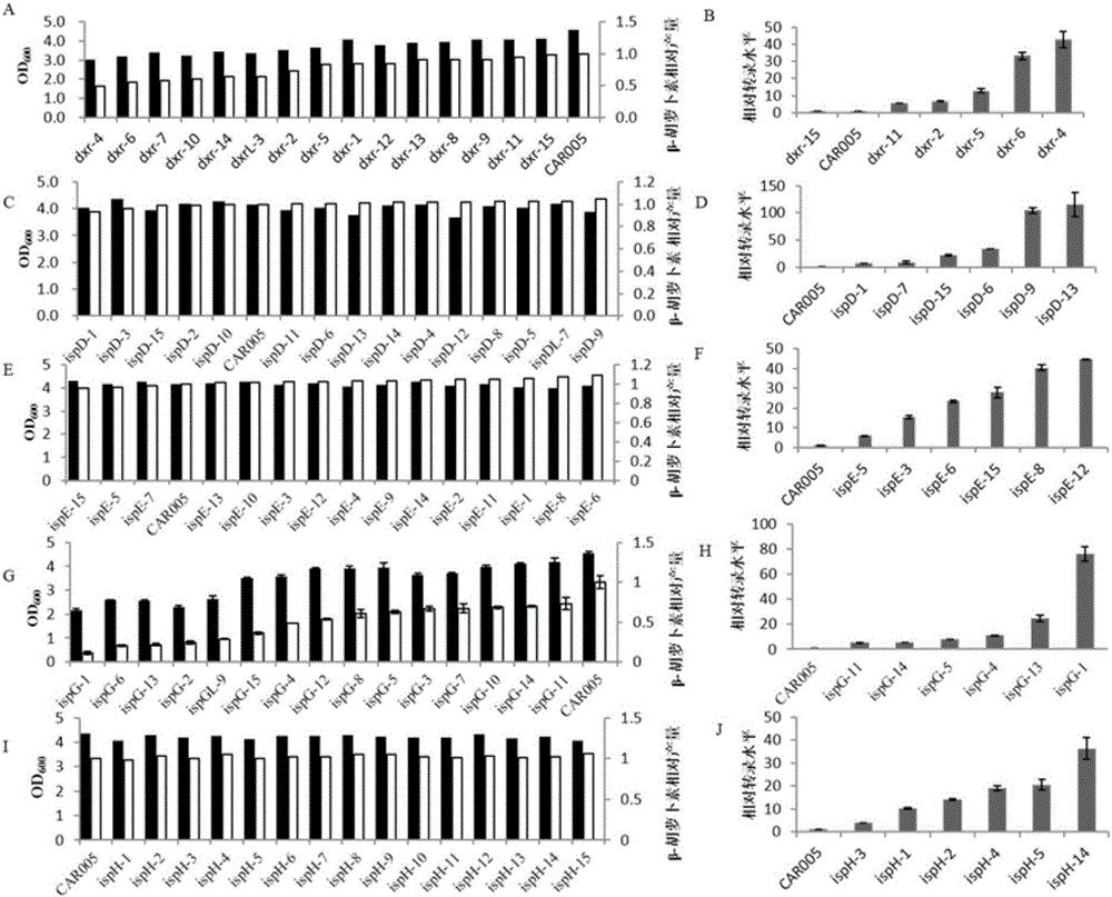 Recombination microorganism for producing beta-carotene, construction method and application