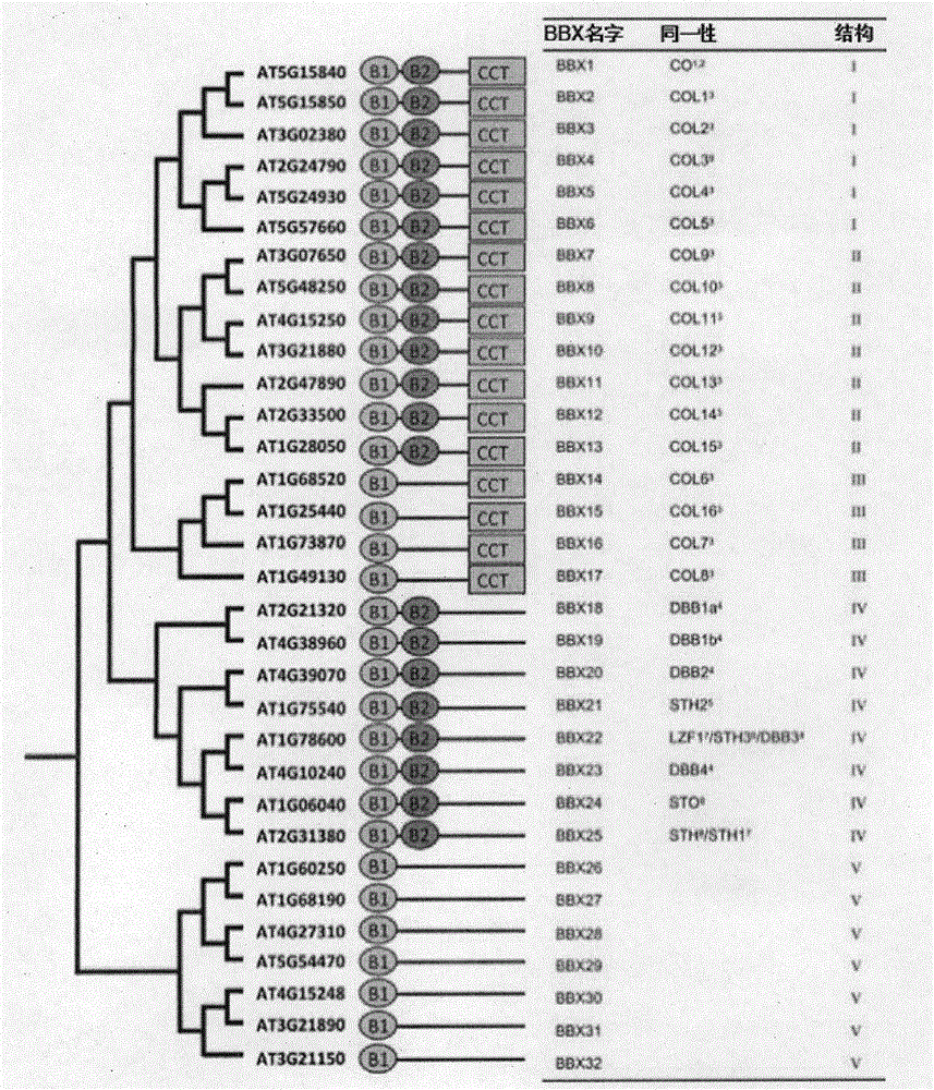 Gene with zinc finger protein structure BBX24 and application thereof