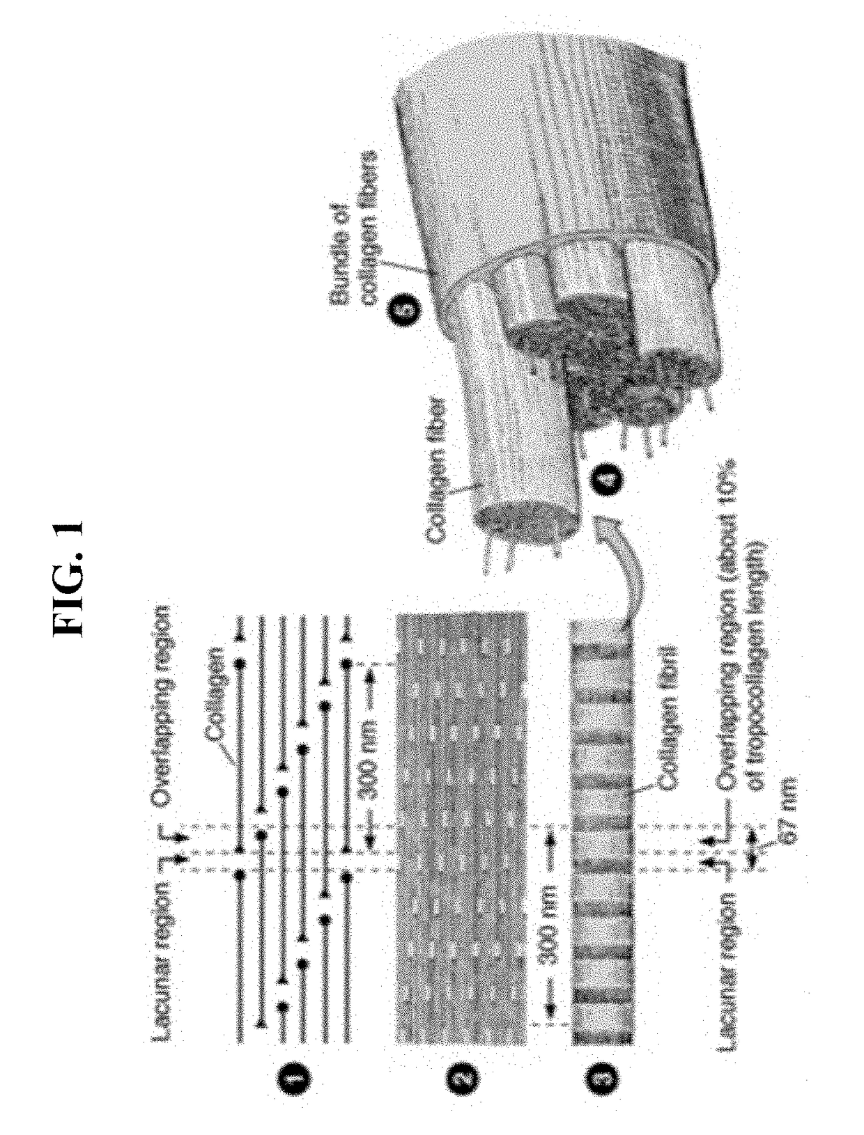 Method for making a biofabricated material containing collagen fibrils