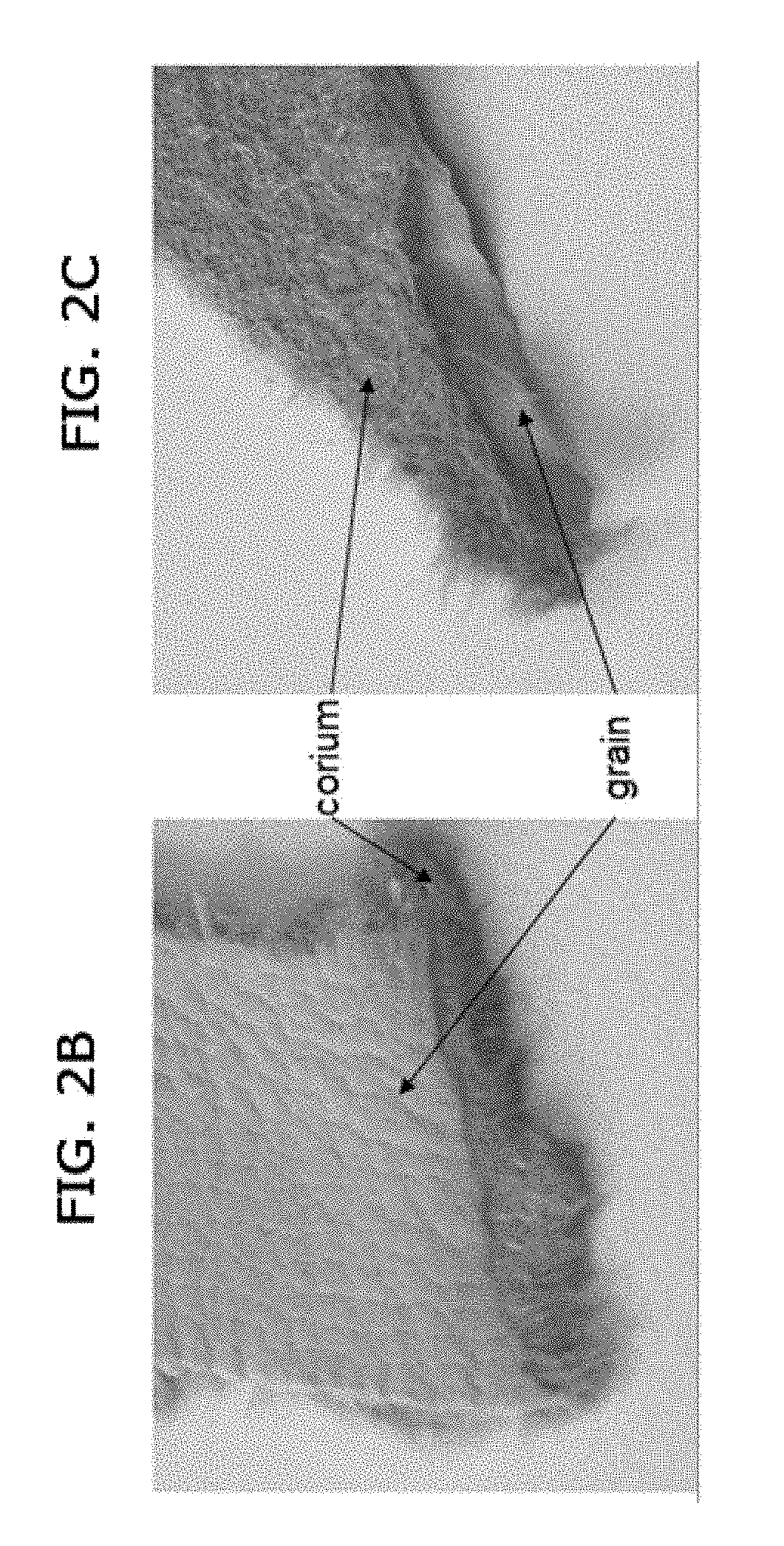 Method for making a biofabricated material containing collagen fibrils