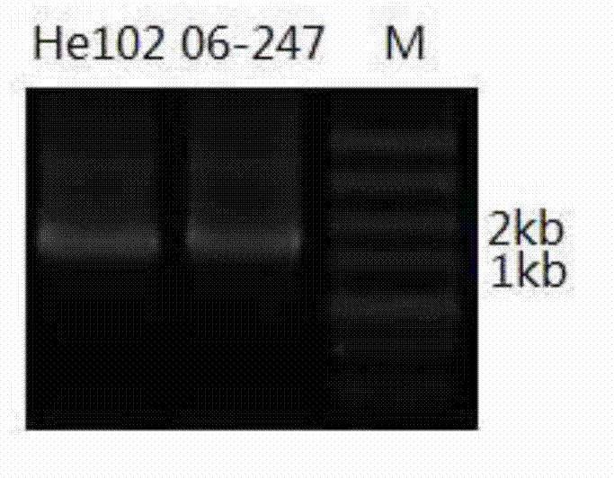 Specific molecular marker of deletion mutation of base at site of eIF(iso) 4E.c of Chinese cabbage and application thereof