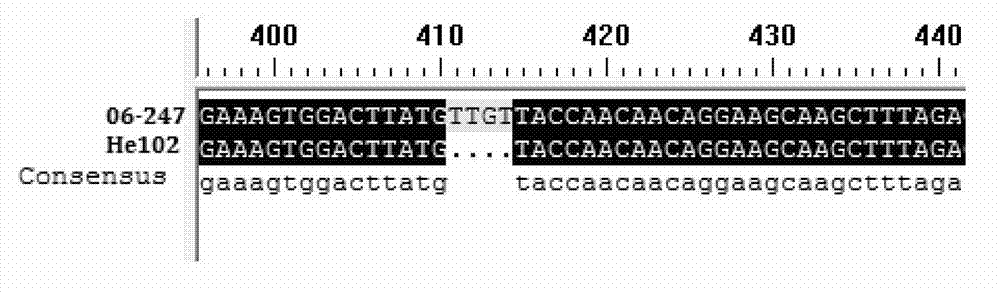 Specific molecular marker of deletion mutation of base at site of eIF(iso) 4E.c of Chinese cabbage and application thereof