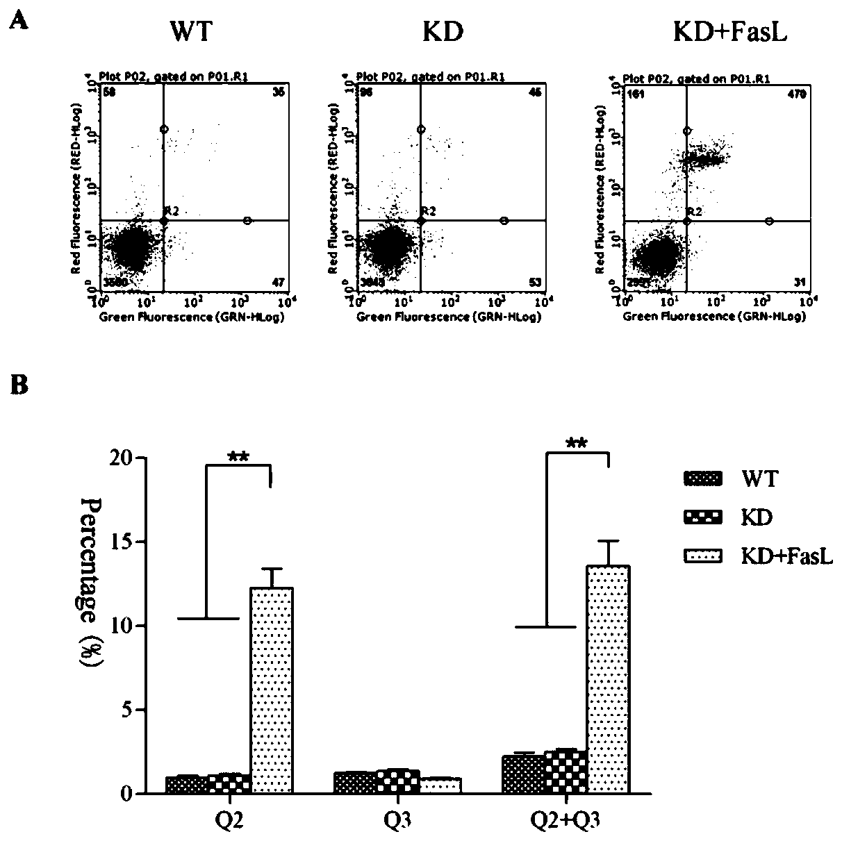 Liver cancer diagnostic marker, kit and application of liver cancer diagnostic marker