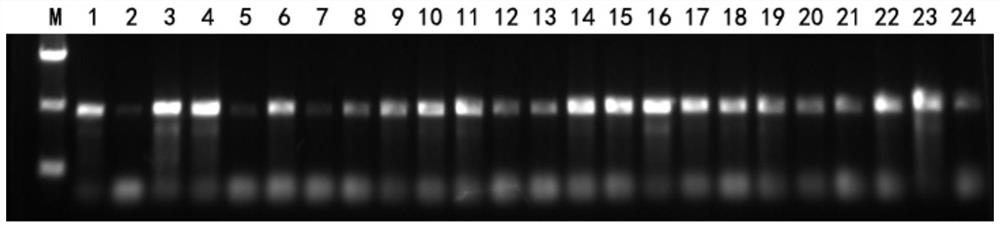 SNPs for identifying oxyeleotris fingerlings, AS-PCR primer group based on SNPs, detection method and application thereof