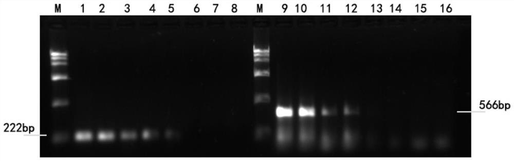 SNPs for identifying oxyeleotris fingerlings, AS-PCR primer group based on SNPs, detection method and application thereof