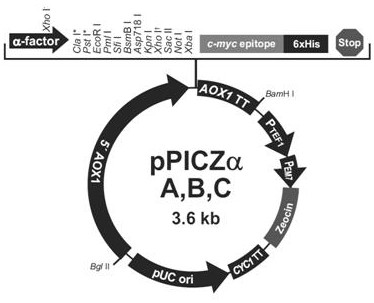 A kind of recombinant protein and its construction method and application