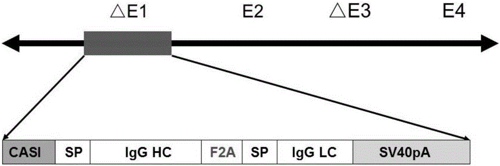 Method for treating tumors based on adenovirus vector carrier expressed full-length cetuximab