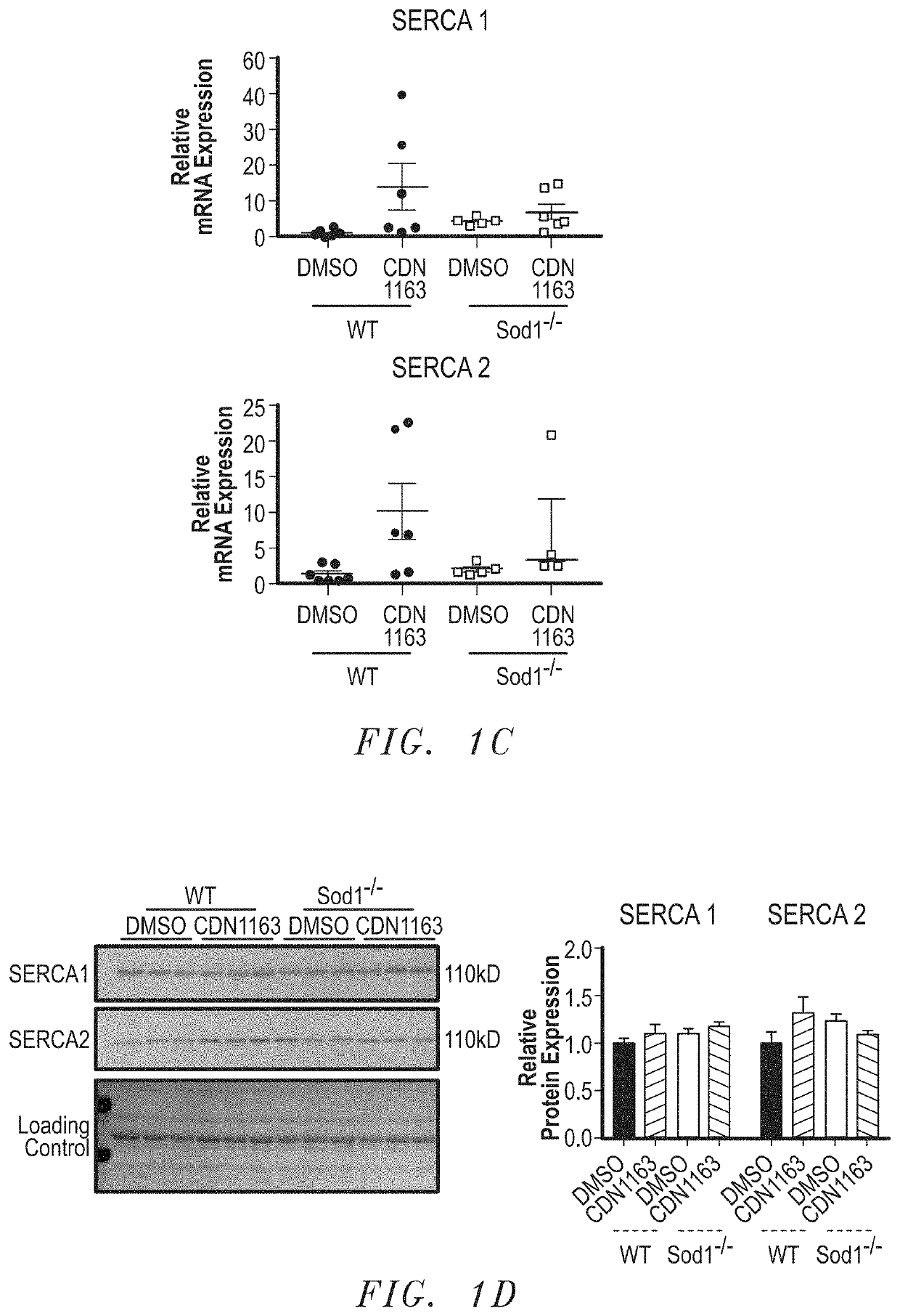 Treatment for age- and oxidative stress-associated muscle atrophy and weakness