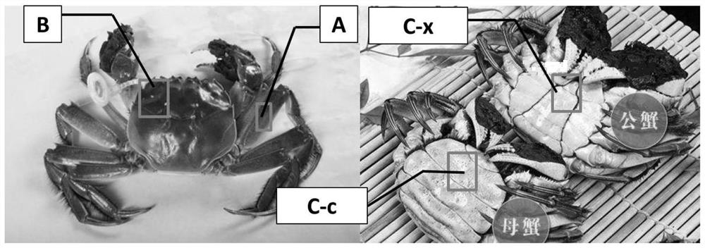 Smartphone-based non-destructive detection method for internal eating quality of Chinese mitten crab