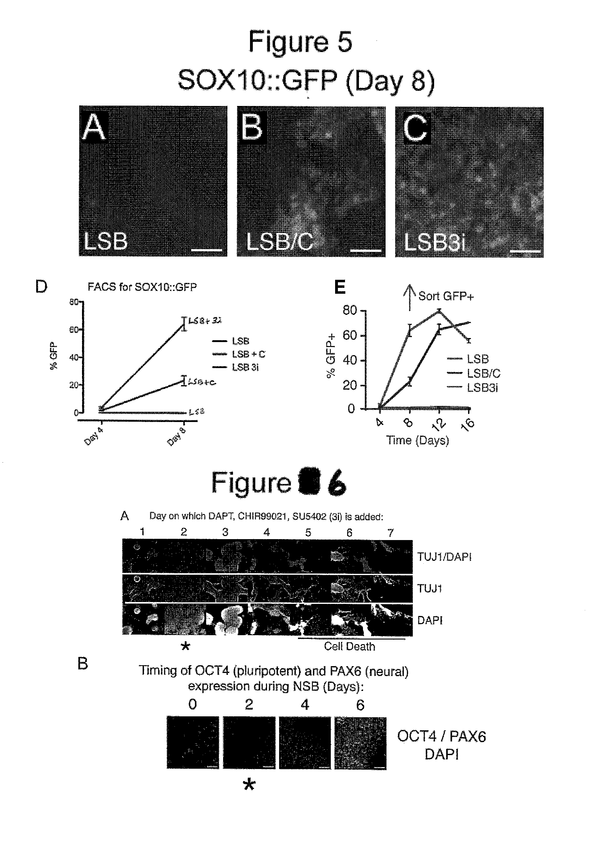 Method of nociceptor differentiation of human embryonic stem cells and uses thereof