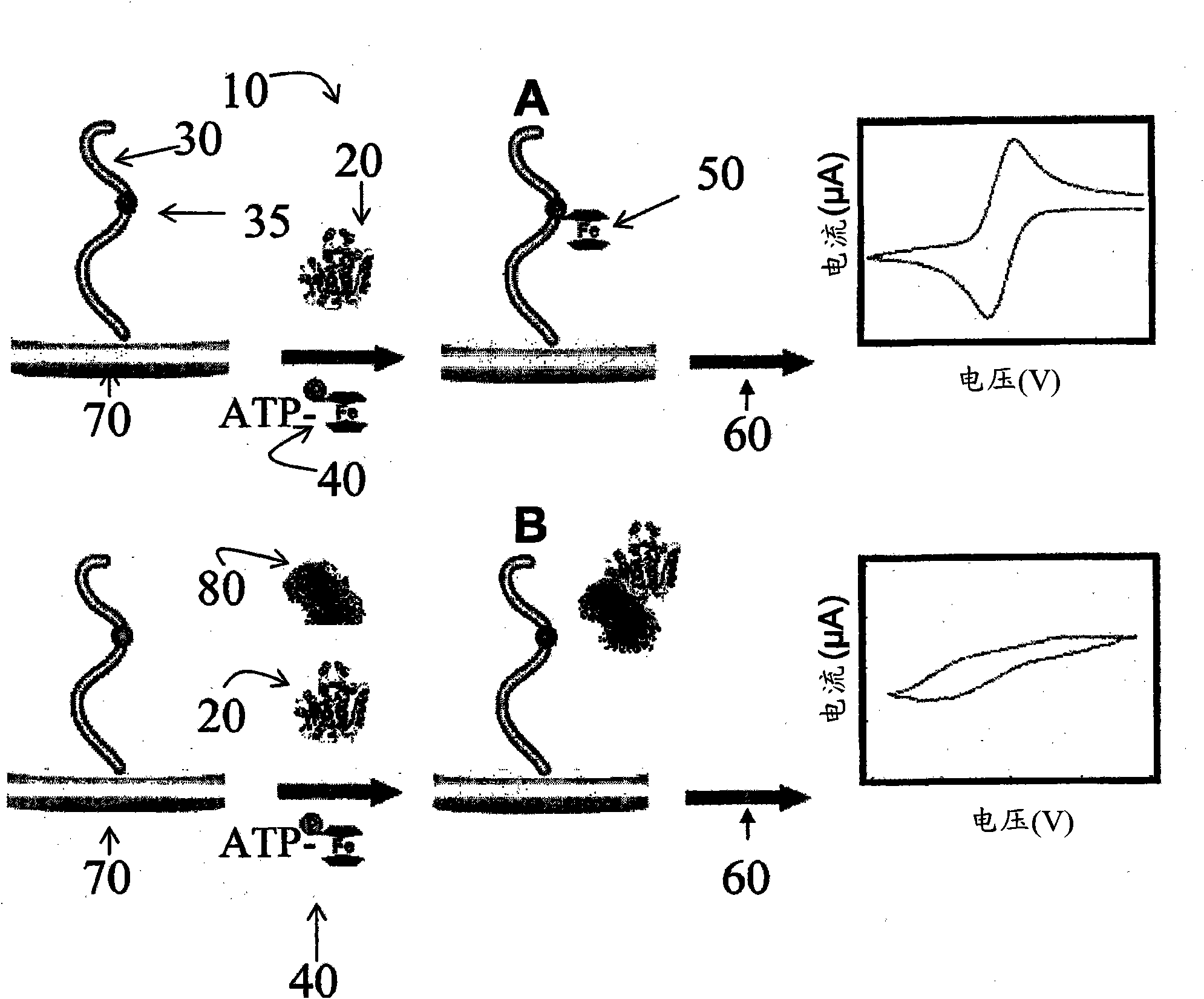 Nucleotide triphosphate with an electroactive label conjugated to the gamma phosphate