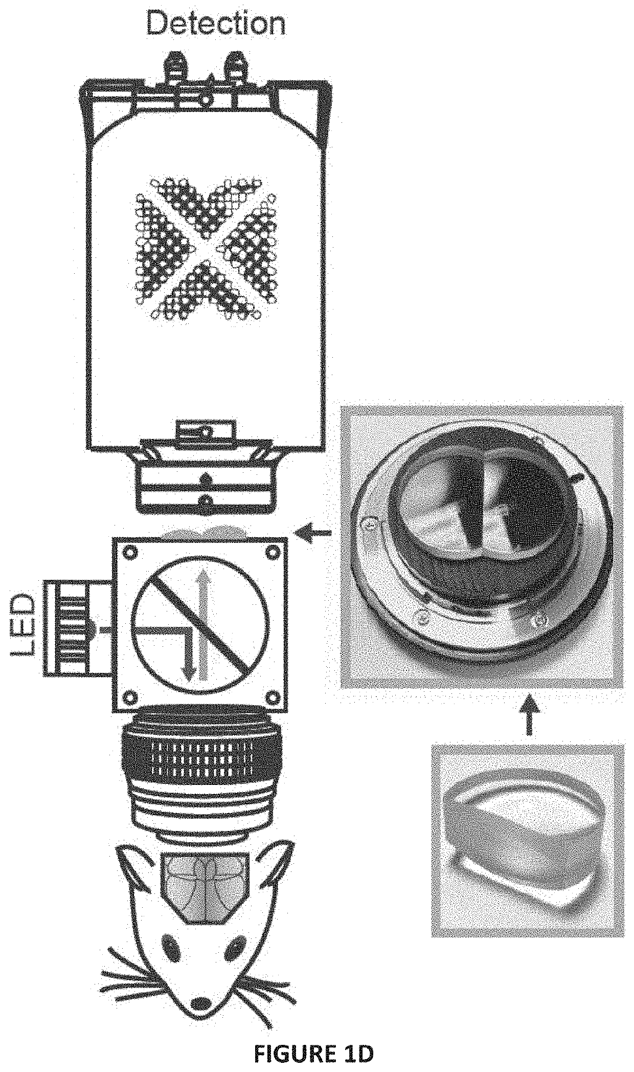 Multifocal macroscope for large field of view imaging of dynamic specimens