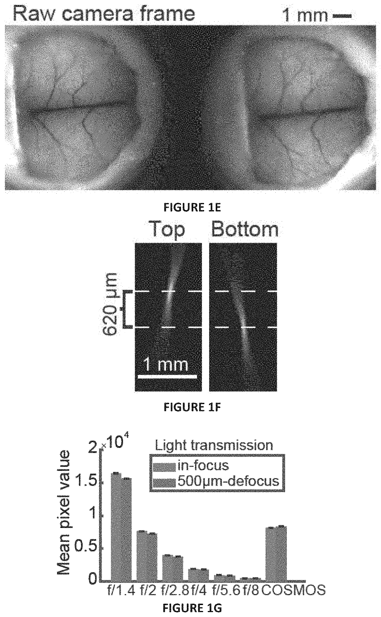 Multifocal macroscope for large field of view imaging of dynamic specimens