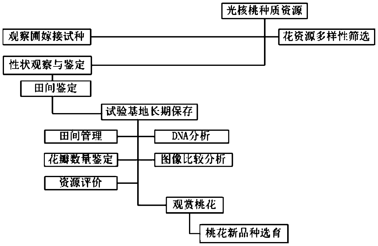 Resource system evaluation and screening method of pholiota nameko flowers