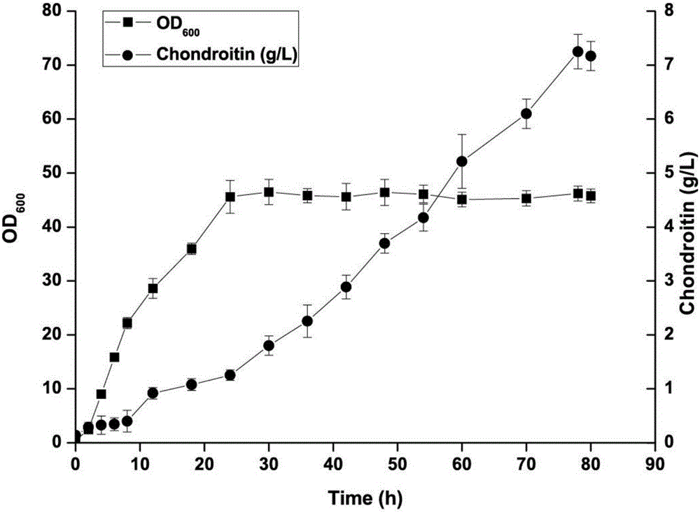 Chondroitin synthase mutant and application thereof