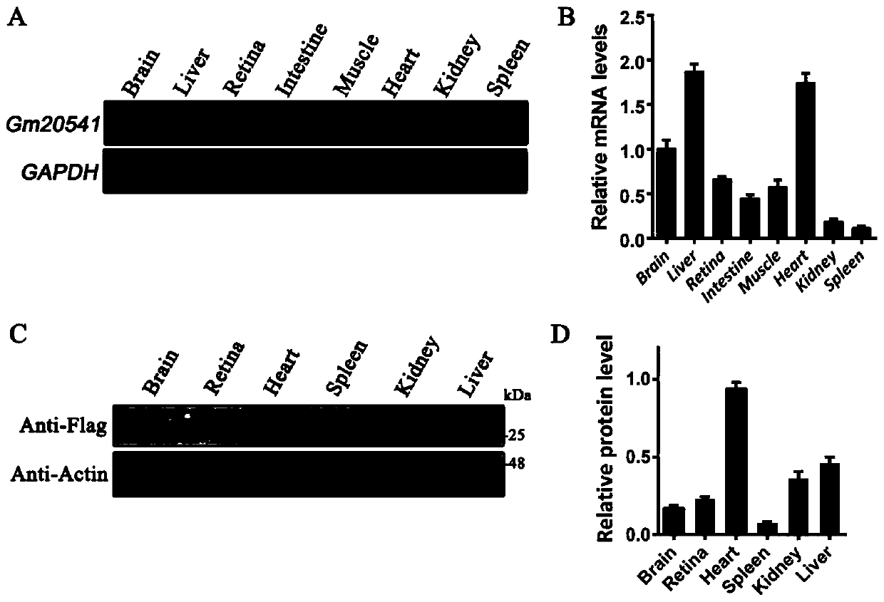 Method for constructing retinal pigment degeneration disease model by utilizing Gm20541 gene and application