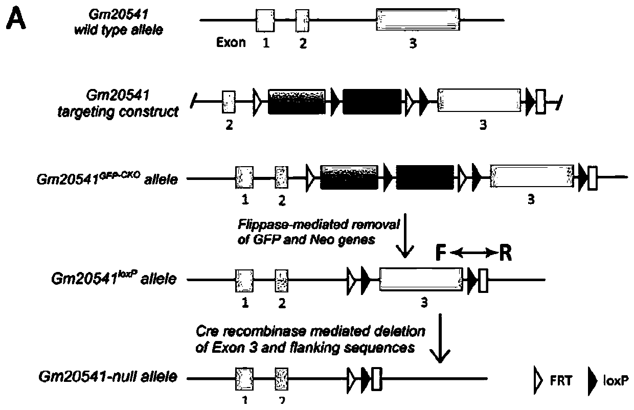 Method for constructing retinal pigment degeneration disease model by utilizing Gm20541 gene and application