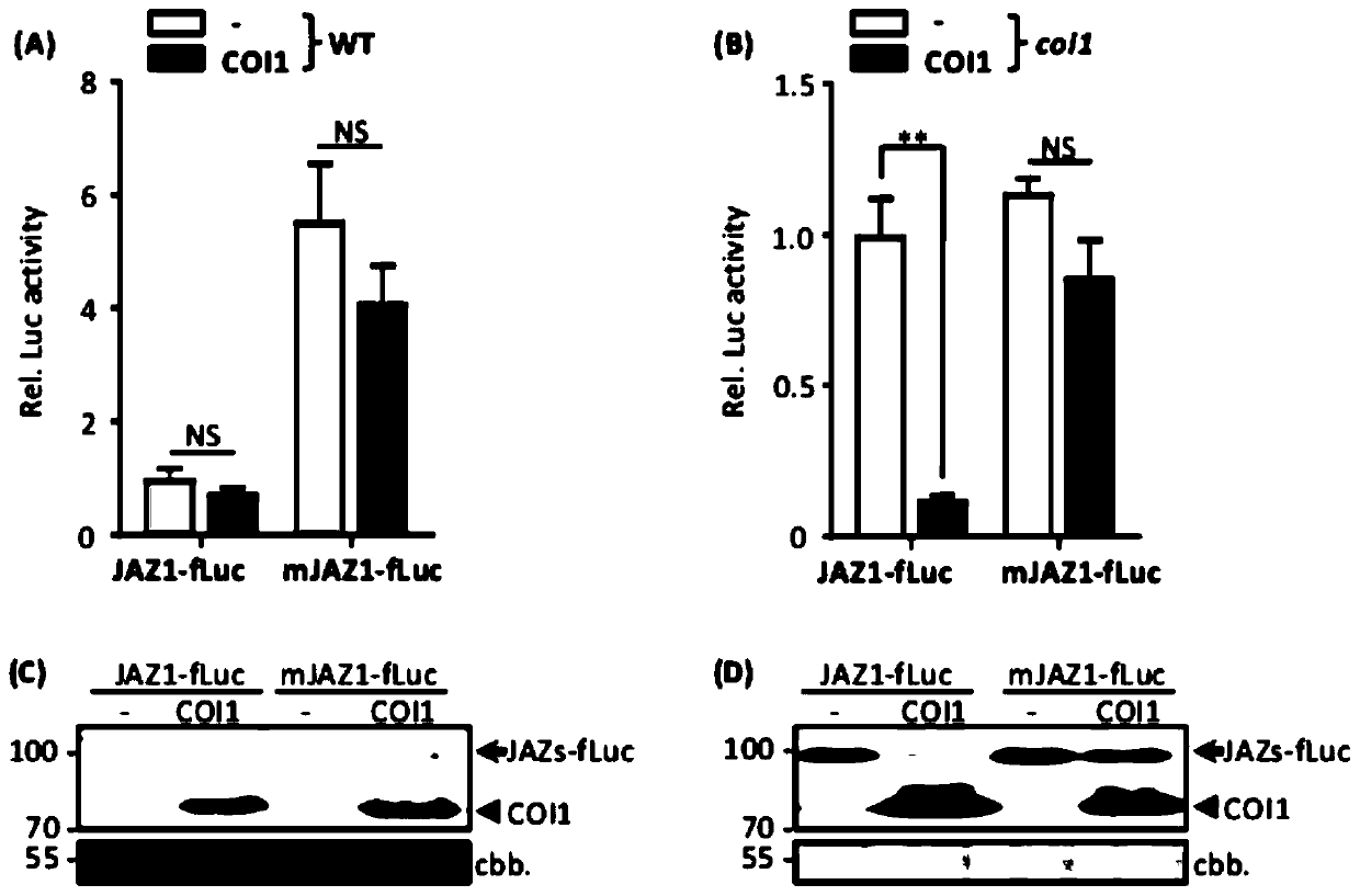 Application of Arabidopsis mutant protoplasts in the analysis of signal transduction pathway