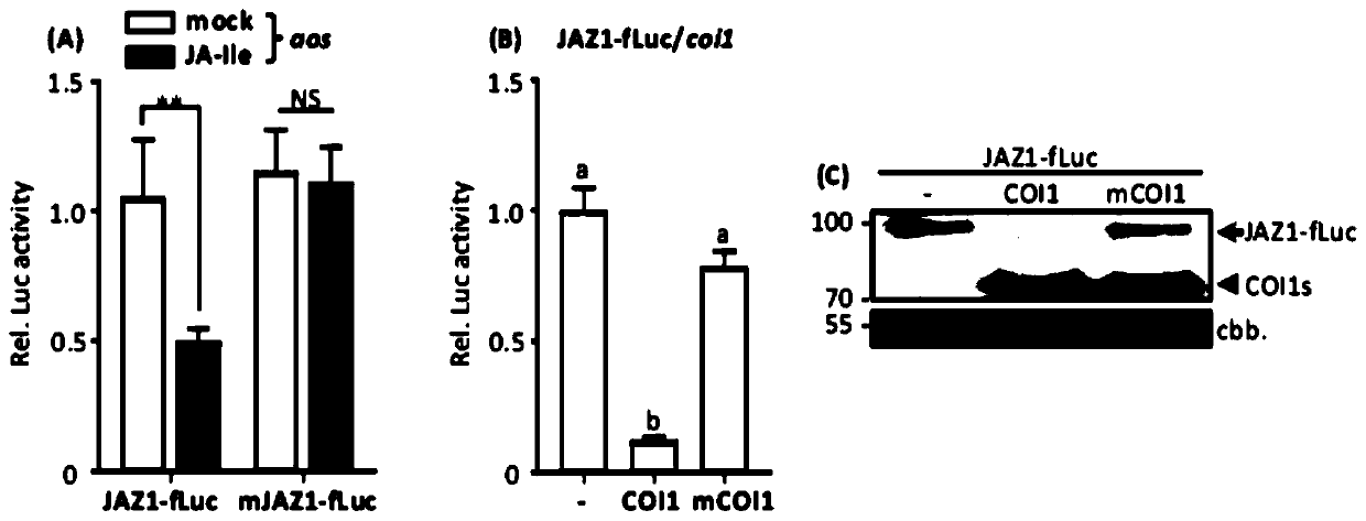 Application of Arabidopsis mutant protoplasts in the analysis of signal transduction pathway