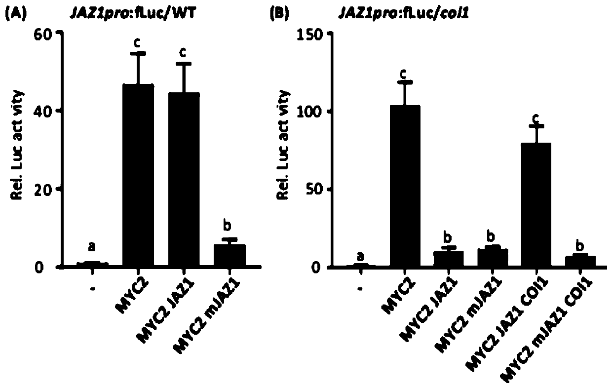 Application of Arabidopsis mutant protoplasts in the analysis of signal transduction pathway