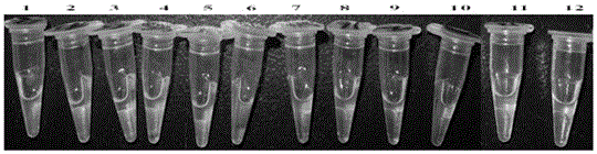 A lamp primer set, kit and detection method for rapid detection of sugarcane smut