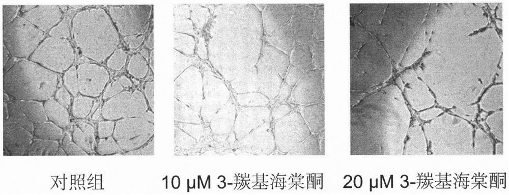 3-carbonyl hyperin, extraction method and application thereof in preparation of antitumor drugs