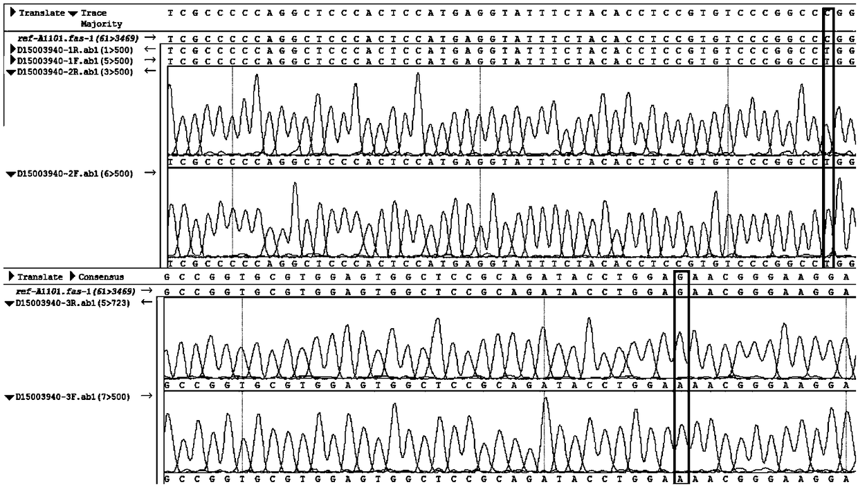 Genotype sequences for HLA typing