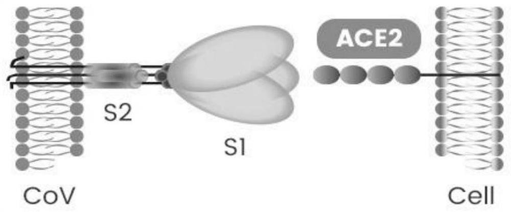 A kit for rapid detection of coronavirus based on s protein ligand and ace2 receptor competition chromatography