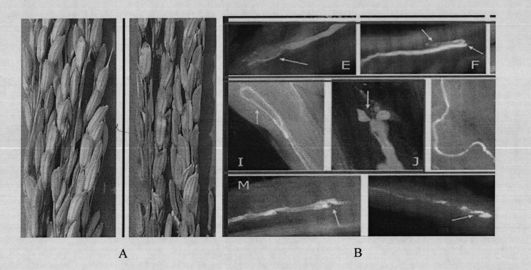 Separated rice female fertility relevant protein as well as encoding gene and application thereof