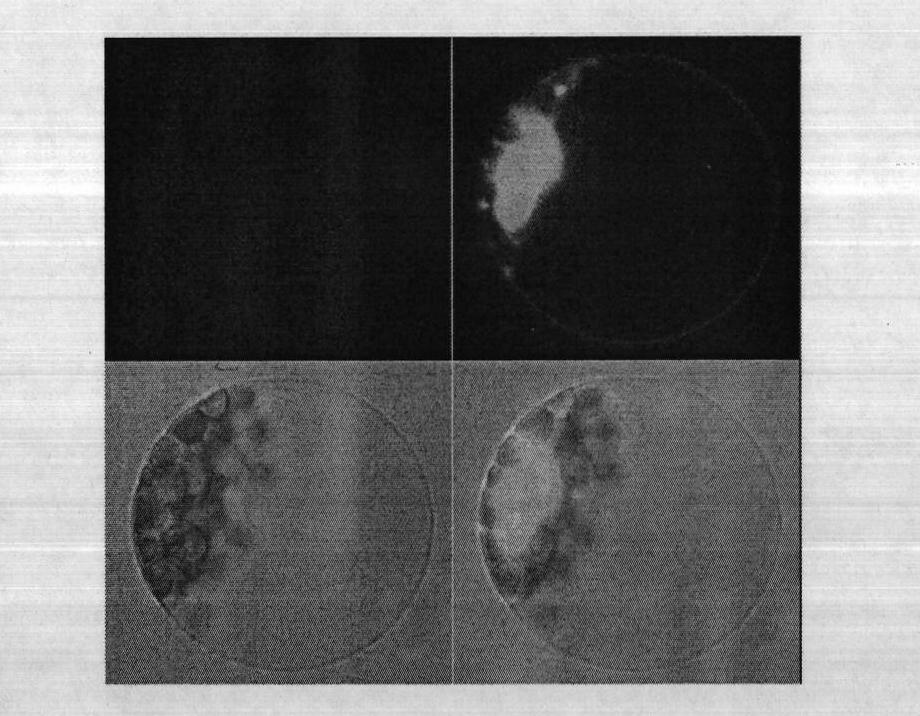 Separated rice female fertility relevant protein as well as encoding gene and application thereof