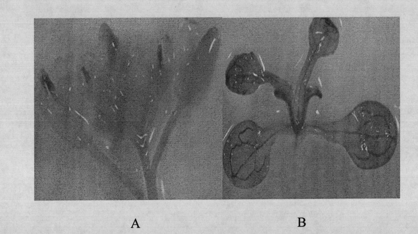 Separated rice female fertility relevant protein as well as encoding gene and application thereof