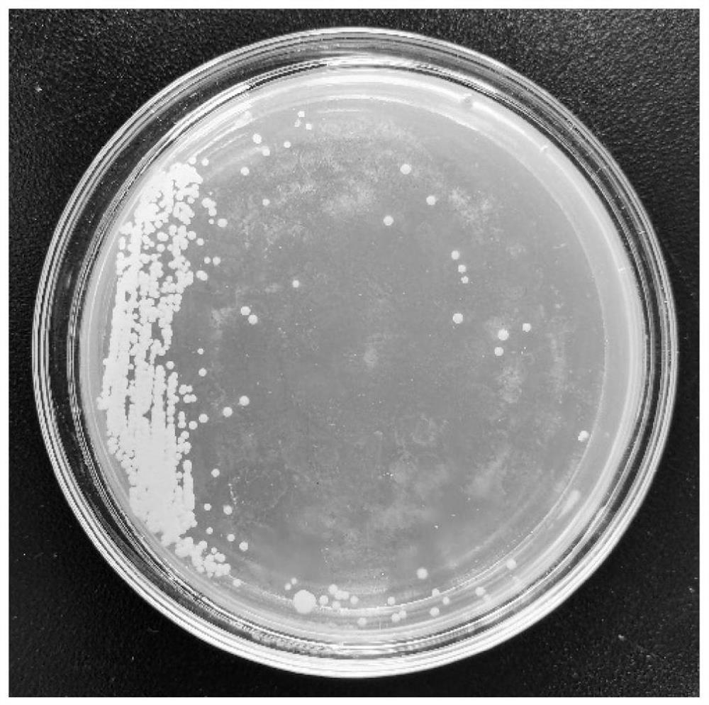 Fructosamine deglycase pichia pastoris expression vector, genetically engineered bacterium, construction method and protein expression method