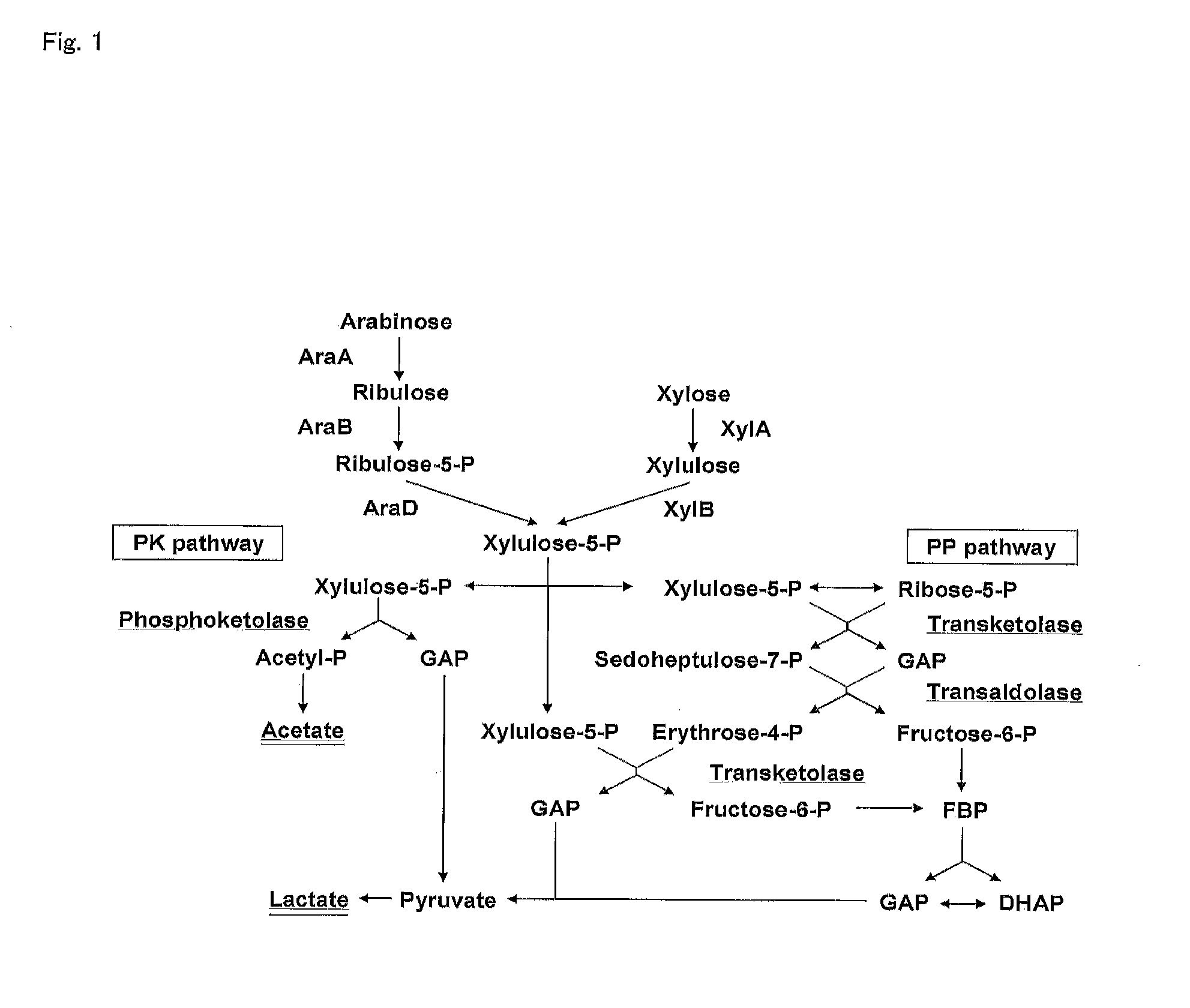 Homolactic Fermentation from Pentose