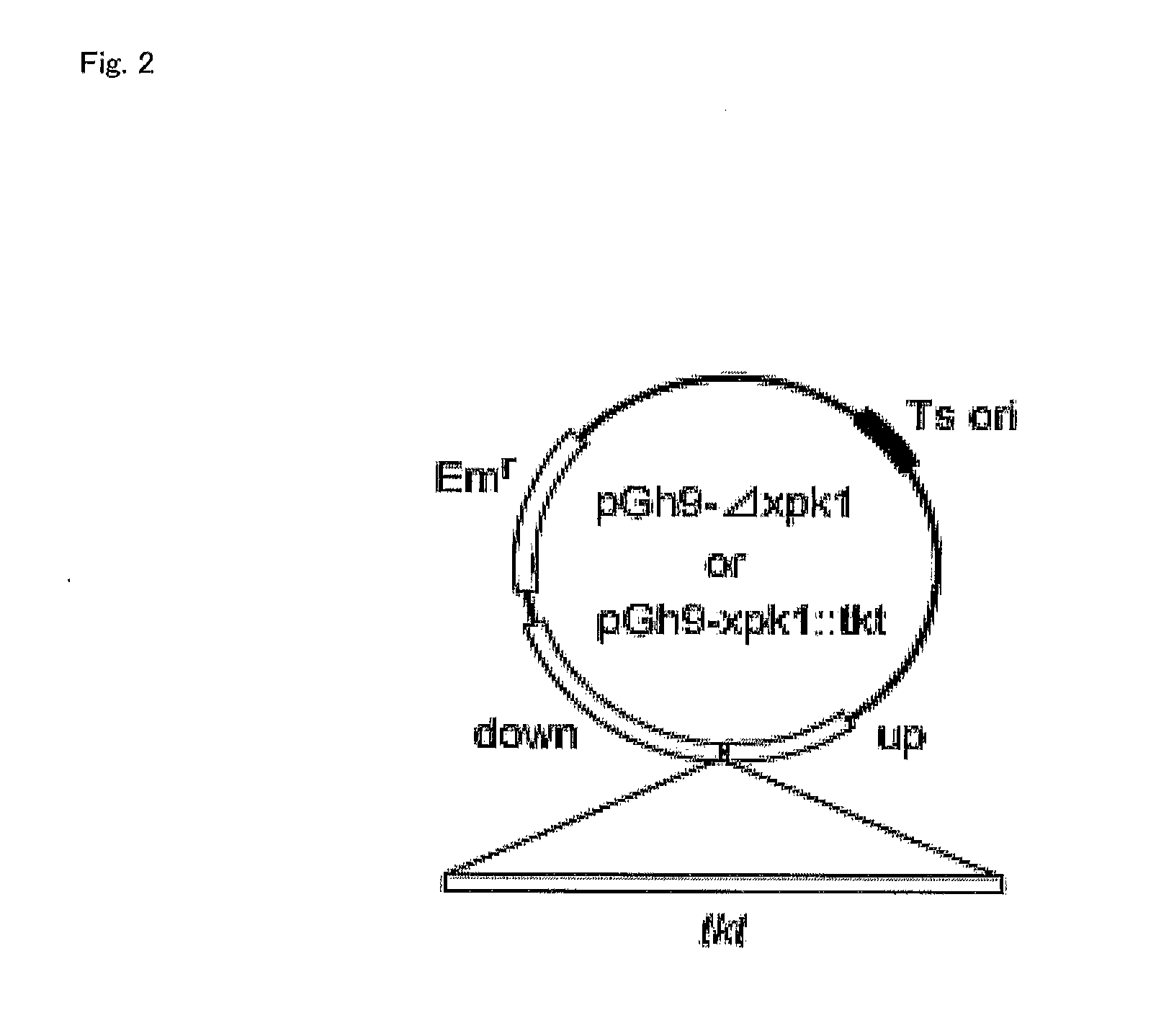 Homolactic Fermentation from Pentose