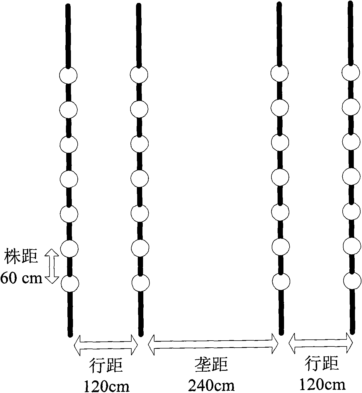 Culturing method of iodine-rich watermelon